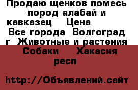 Продаю щенков помесь пород алабай и кавказец. › Цена ­ 1 500 - Все города, Волгоград г. Животные и растения » Собаки   . Хакасия респ.